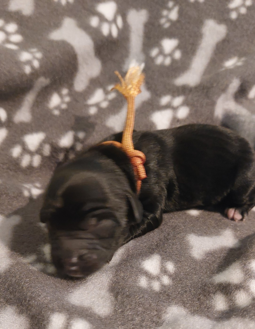 Du Domaine De Madrigal - Chiots disponibles - Terrier Tibetain