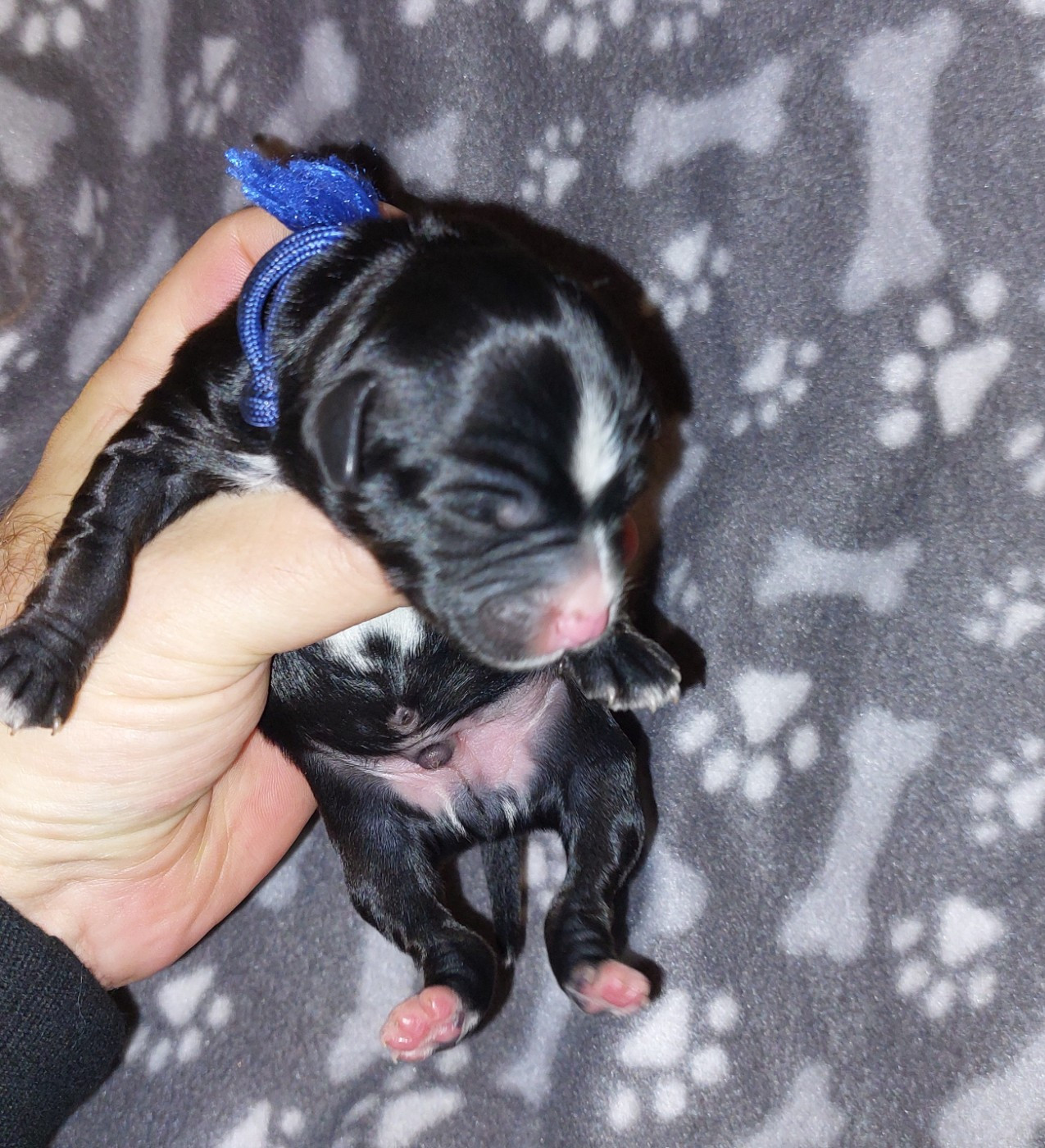 Du Domaine De Madrigal - Chiots disponibles - Terrier Tibetain