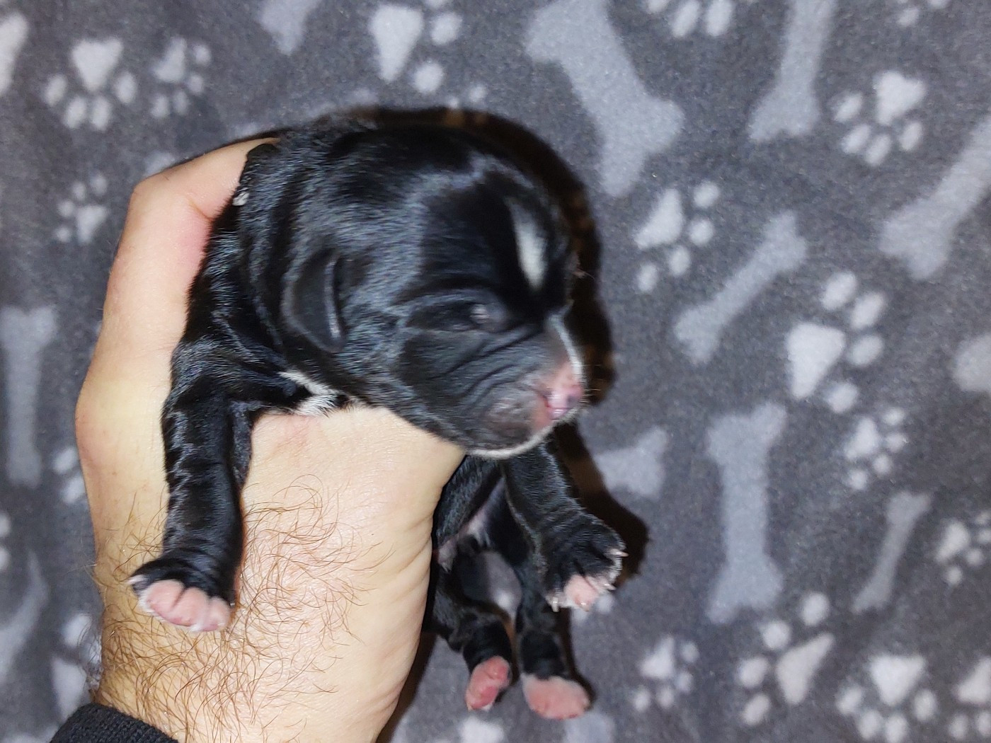 Du Domaine De Madrigal - Chiots disponibles - Terrier Tibetain