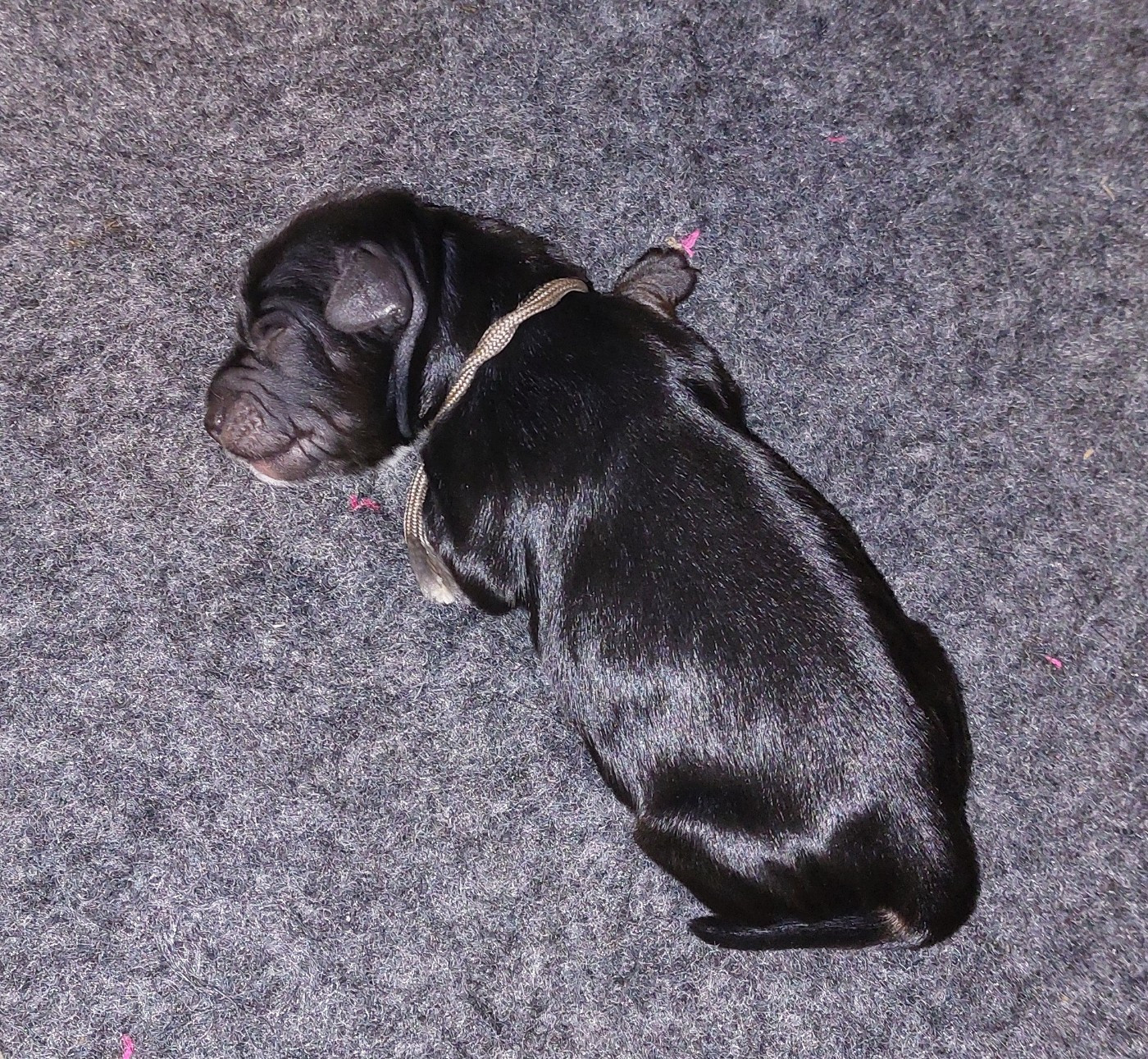 Du Domaine De Madrigal - Chiots disponibles - Terrier Tibetain