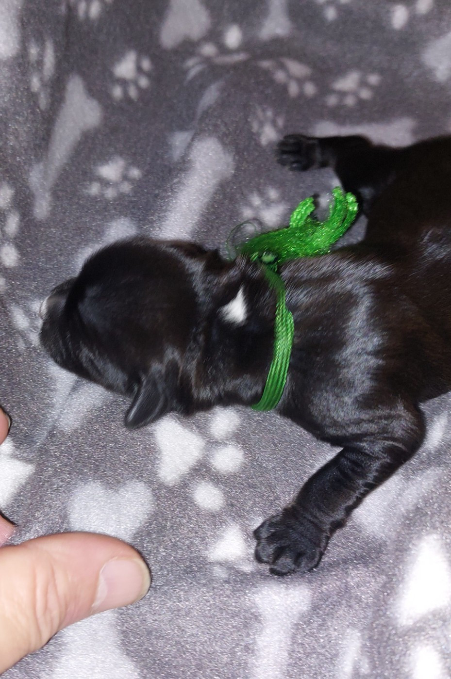 Du Domaine De Madrigal - Chiots disponibles - Terrier Tibetain