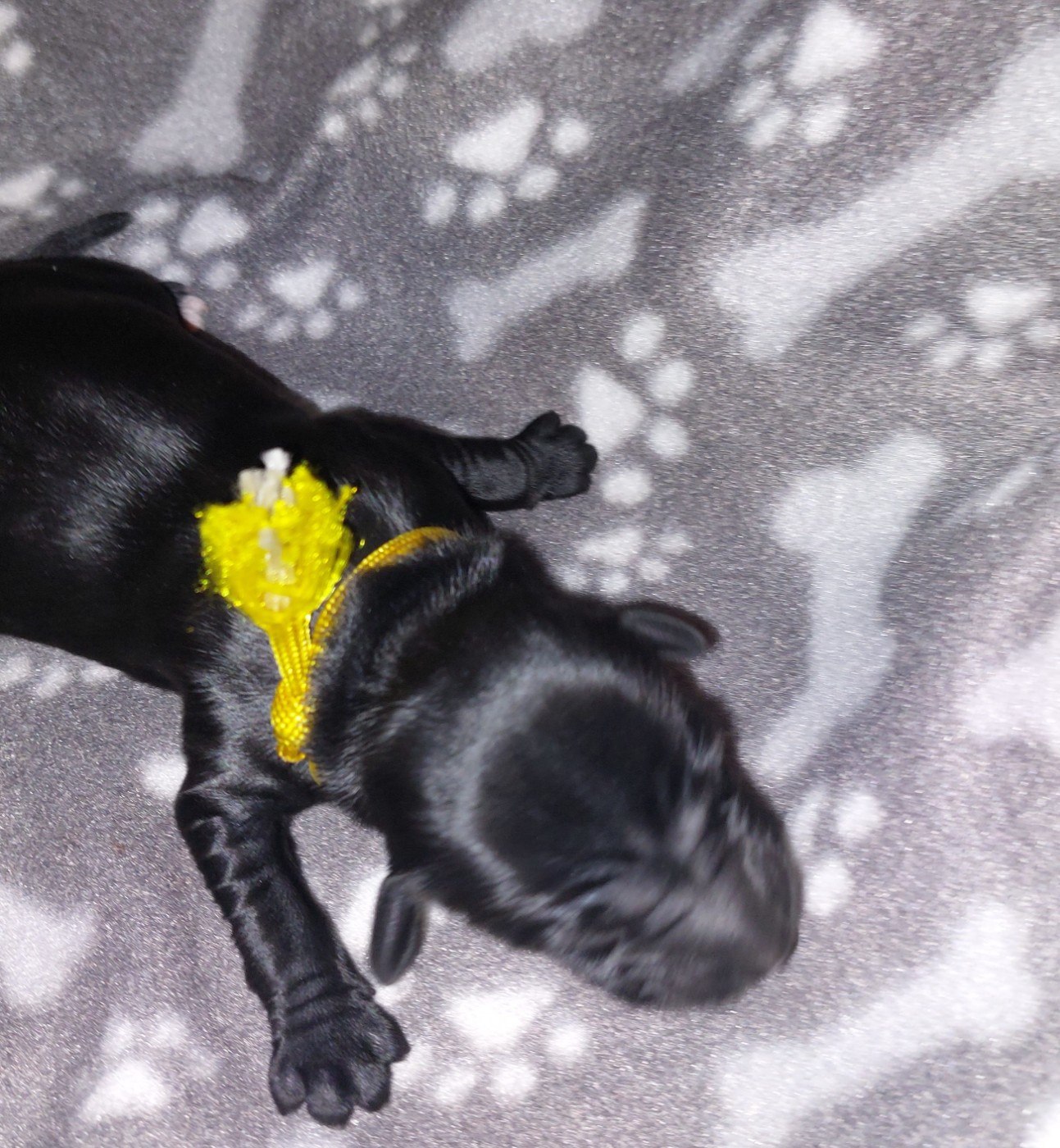 Du Domaine De Madrigal - Chiots disponibles - Terrier Tibetain