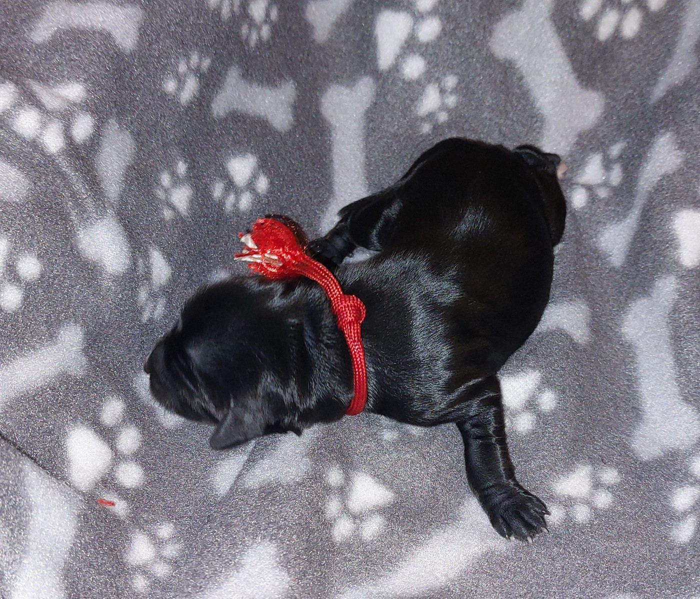 Du Domaine De Madrigal - Chiots disponibles - Terrier Tibetain