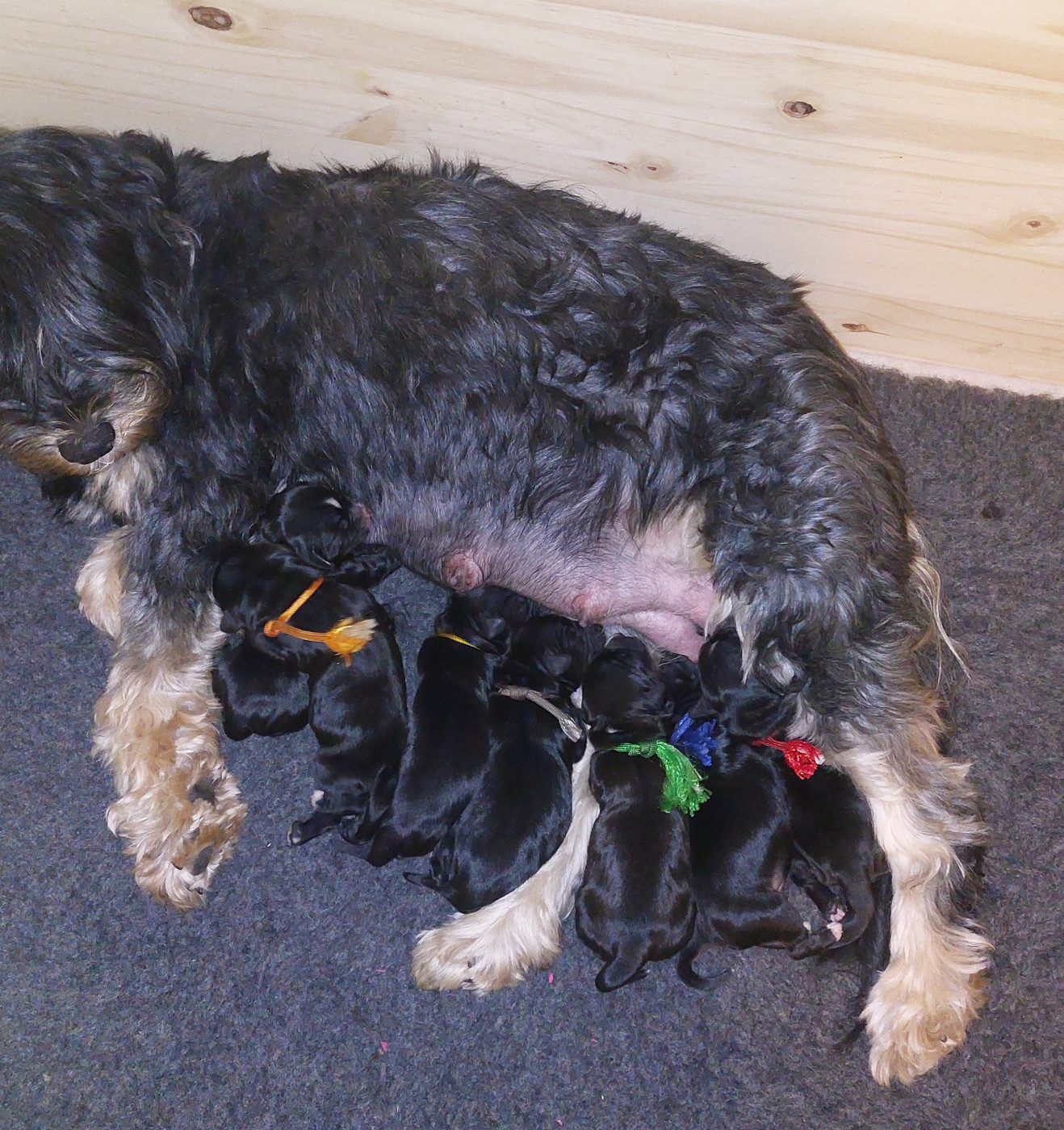 Chiot Terrier Tibetain Du Domaine De Madrigal