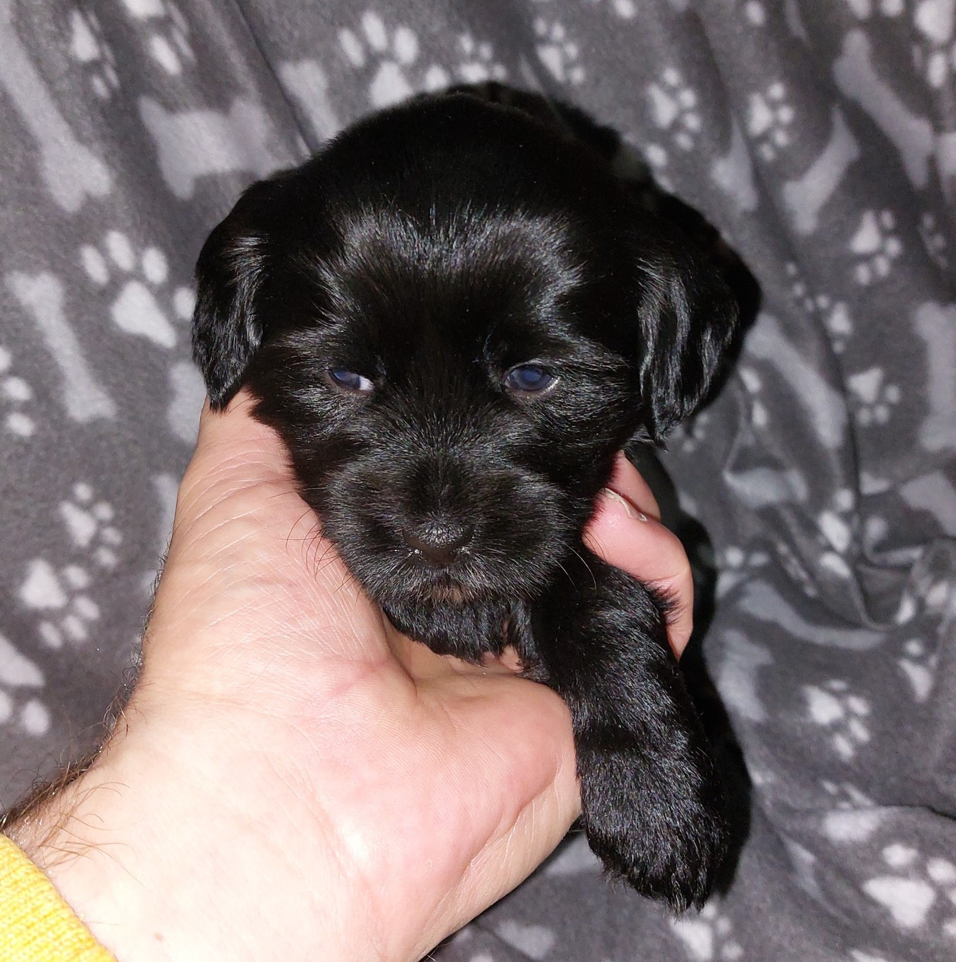 Du Domaine De Madrigal - Chiots disponibles - Terrier Tibetain