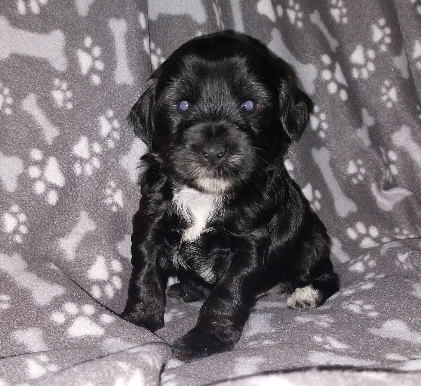 Du Domaine De Madrigal - Chiots disponibles - Terrier Tibetain