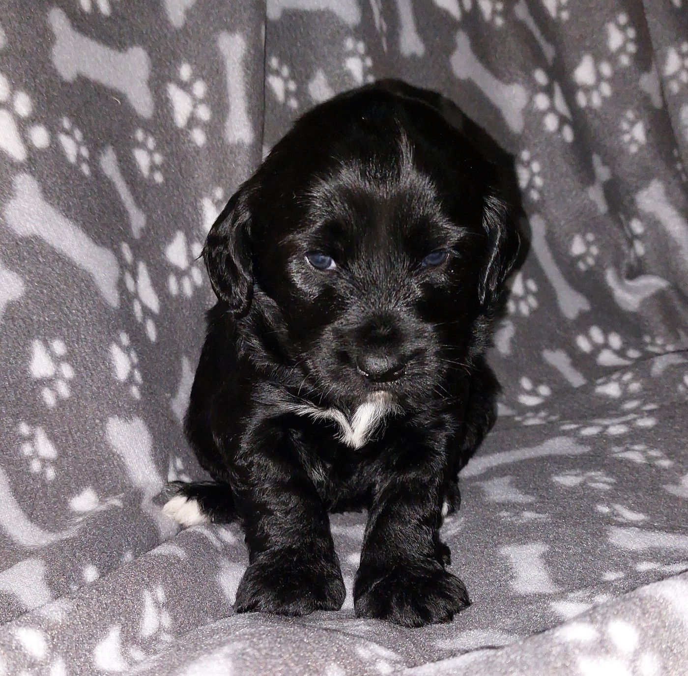 Du Domaine De Madrigal - Chiots disponibles - Terrier Tibetain