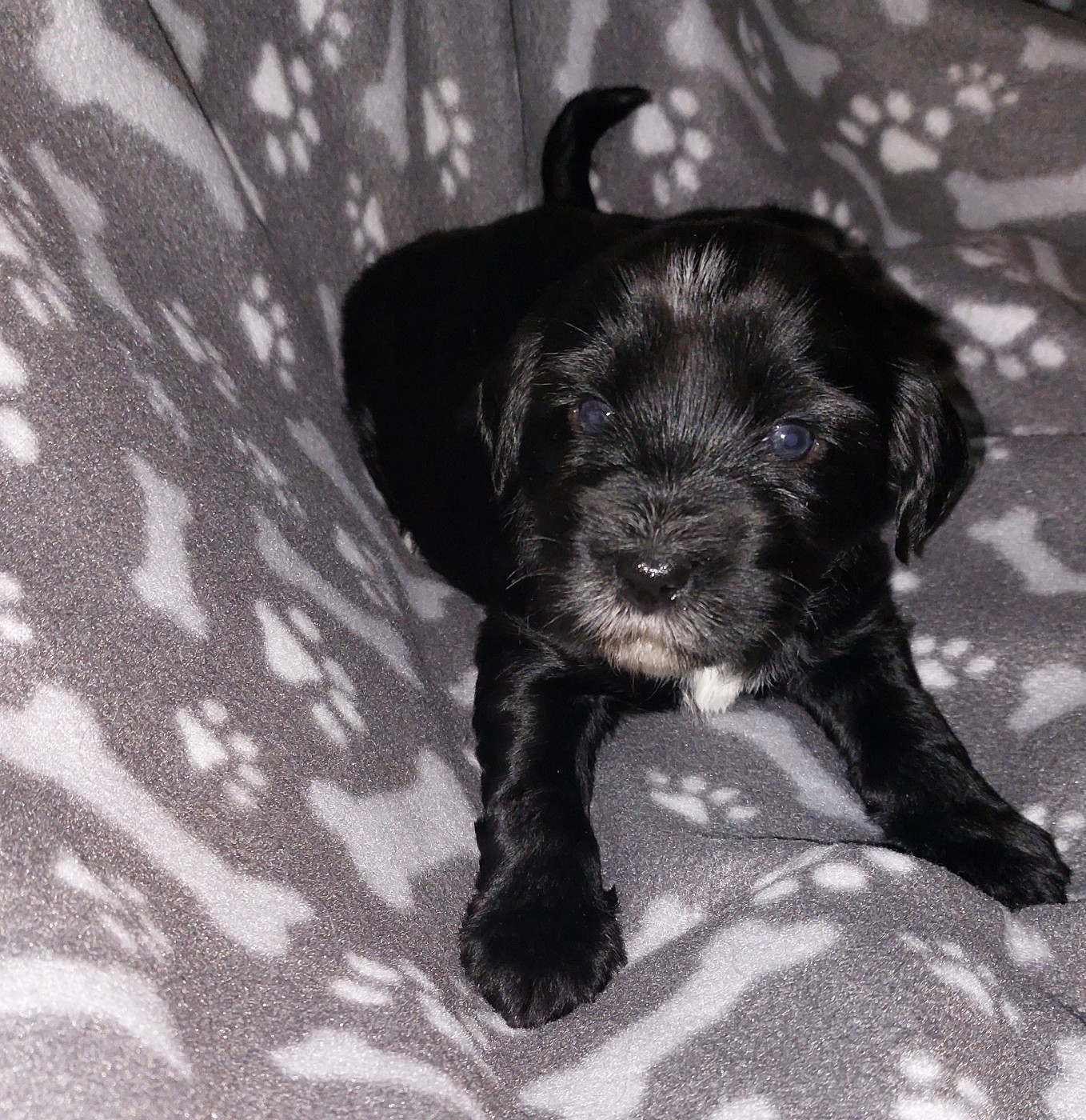 Du Domaine De Madrigal - Chiots disponibles - Terrier Tibetain