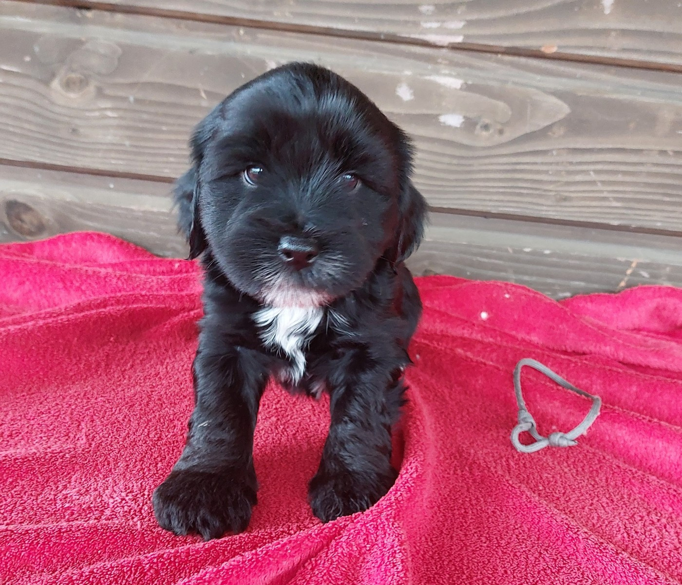 Du Domaine De Madrigal - Chiots disponibles - Terrier Tibetain