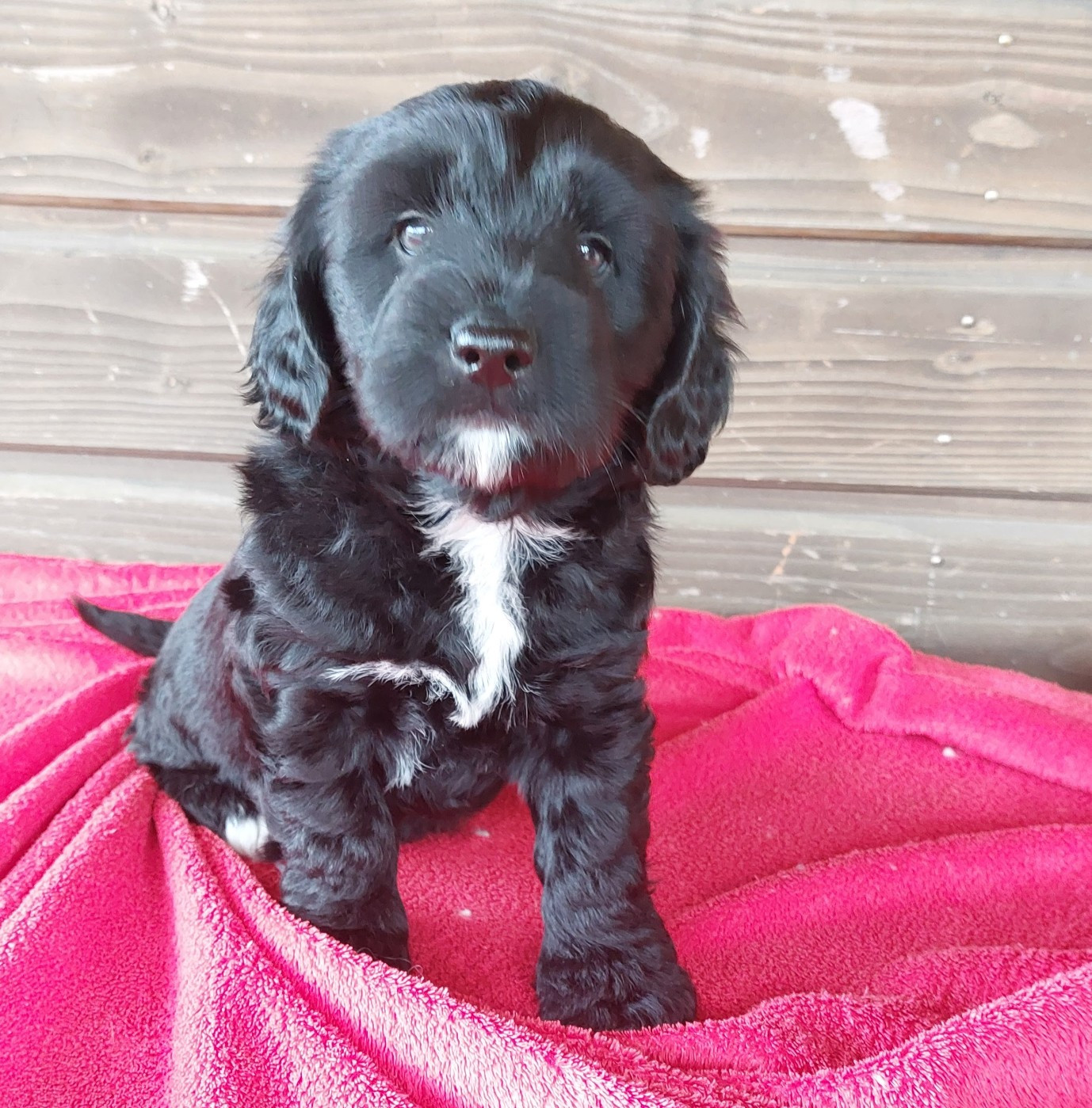 Du Domaine De Madrigal - Chiots disponibles - Terrier Tibetain