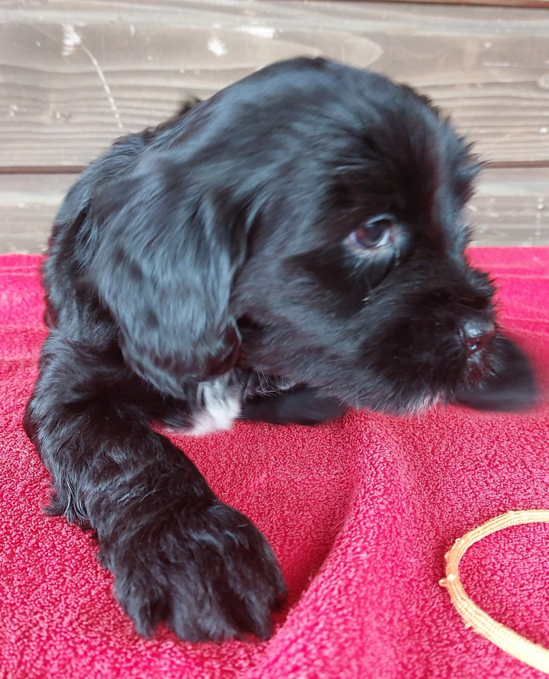 Du Domaine De Madrigal - Chiots disponibles - Terrier Tibetain