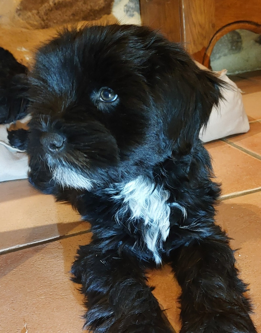 Du Domaine De Madrigal - Chiots disponibles - Terrier Tibetain